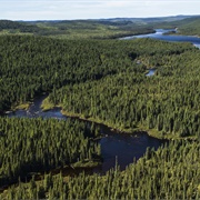 Boreal Forest of Canada