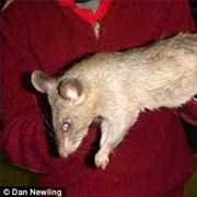 Emma's Giant Rat (Possibly Extinct)