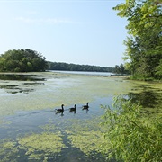 Coffeen Lake State Fish and Wildlife Area, Illinois