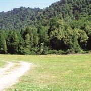 Te Pakau - East Coast