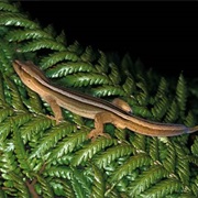 Poum Striped Gecko