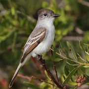La Sagra's Flycatcher