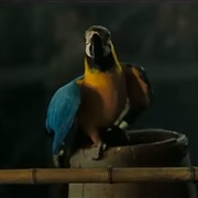 Parrot