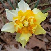 Daffodil