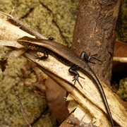Mariana Skink