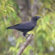 Banggai Crow