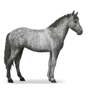 Curly - Dapple Gray Tobiano