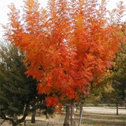 Chinese Pistache (Pistacia Chinensis)