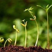 Green Shoots