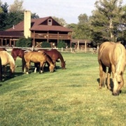 Stay at a Guest Ranch