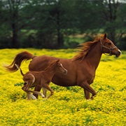 Horse