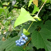 Devil's Tail (Polygonum Perfoliatum)