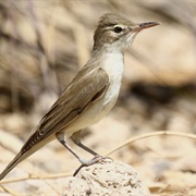 Basra Reed Warbler