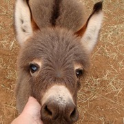 Own a Pet Donkey