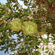 Humpty Doo Lime (Citrus Gracilis)