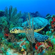 Isla Mujeres, Mexico