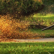 Leaf Blowers Are the Source of All Evil