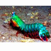 Mantis Shrimp