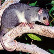 Scaly-Tailed Possum