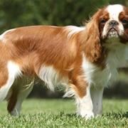 English Toy Spaniel