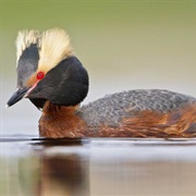 Horned Grebe