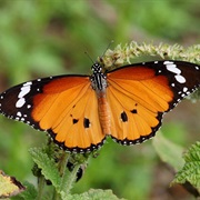 There Is a Butterfly in Africa With Enough Poison in Its Body to Kill Six Cats!