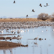 Whitewater Draw Wildlife Area, Arizona