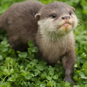 Otters