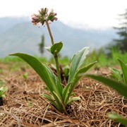 Spikenard (Nardostachys Jatamansi)