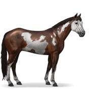 Paint Horse - Dark Bay Overo