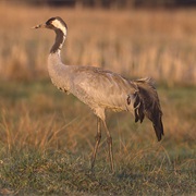 Common Crane