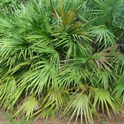 Saw Palmetto