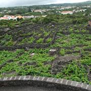 Landscape of the Pico Island Vineyard Culture