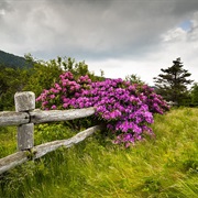 Roan Mountain State Park, Tennessee