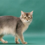 Somali Cat