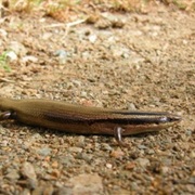 Greater Saint Croix Skink (Possibly Extinct)