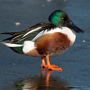 Northern Shoveler