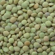 Green Lentils