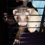 Ferrets