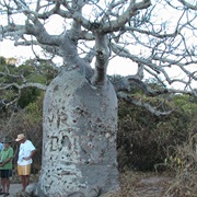 Boab Tree, Old Camden Settlement