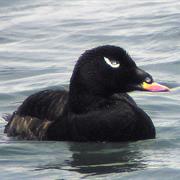 White-Winged Scoter
