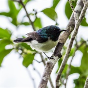 Amani Sunbird