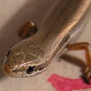 Annobon Lidless Skink