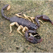 European Yellow-Tailed Scorpion
