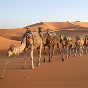 The Great Sahara, Morocco