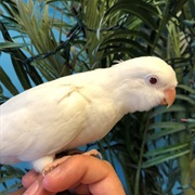 Quaker Parrot