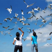 Feed Seagulls