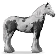 Drum Horse - Black Tovero