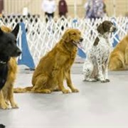 Competed in Dog Obedience