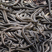 Narcisse Snake Dens, Gimli, Manitoba